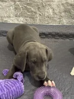 Luica, a female Great Dane for sale in Haines City, FL – Photo 1 of 9