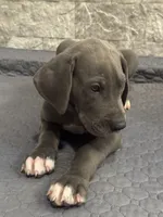 Luica, a female Great Dane for sale in Haines City, FL – Photo 2 of 9