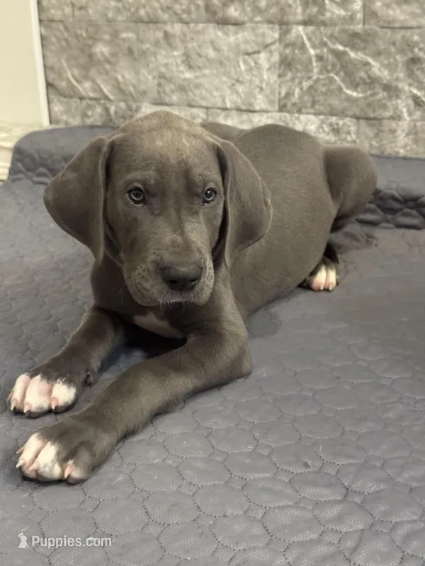 Luica – Great Dane puppy for sale in Haines City, FL