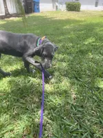Marida, a female Great Dane for sale in Haines City, FL – 5 of 9