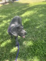 Luica, a female Great Dane for sale in Haines City, FL – 4 of 10