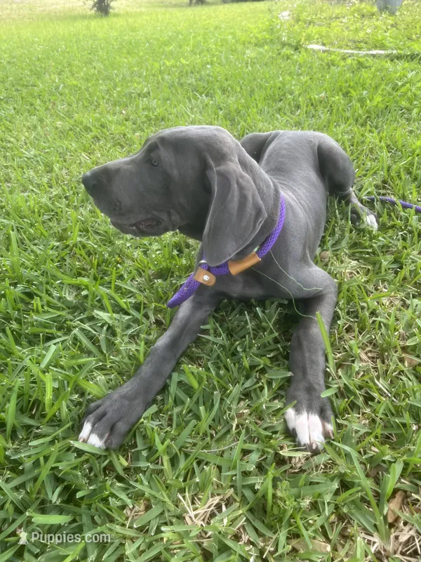 Marida – Great Dane puppy for sale in Haines City, FL