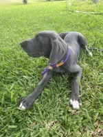 Marida, a female Great Dane for sale in Haines City, FL – 1 of 9