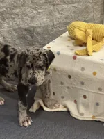 Pixie, a female Great Dane for sale in Haines City, FL – Photo 2 of 7