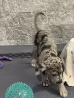 Pixie, a female Great Dane for sale in Haines City, FL – Photo 4 of 7