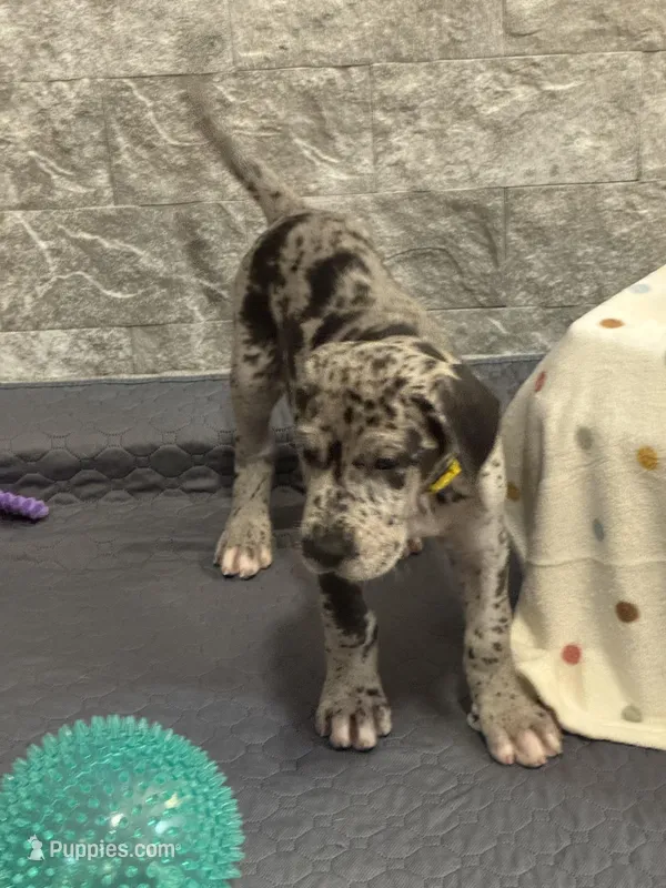 Pixie – Great Dane puppy for sale in Haines City, FL