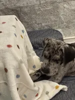 Pixie, a female Great Dane for sale in Haines City, FL – Photo 3 of 7