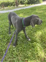 Marida, a female Great Dane for sale in Haines City, FL – 4 of 9