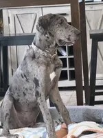 Dixy, a female Great Dane for sale in Haines City, FL – 4 of 9
