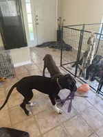 Dot, a female Great Dane for sale in Haines City, FL – 2 of 9