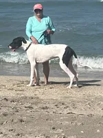 Bell, a female Great Dane for sale in Haines City, FL – 8 of 9