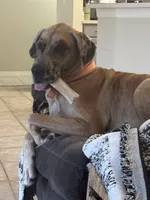 Bell, a female Great Dane for sale in Haines City, FL – 9 of 9
