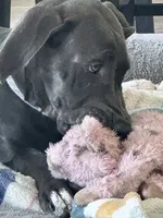 Bell, a female Great Dane for sale in Haines City, FL – 4 of 9