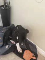 Dot, a female Great Dane for sale in Haines City, FL – 4 of 9