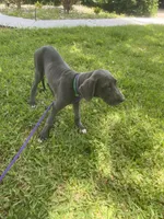 Marida, a female Great Dane for sale in Haines City, FL – 3 of 9