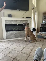 Luica, a female Great Dane for sale in Haines City, FL – 7 of 10