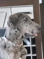 Dixy, a female Great Dane for sale in Haines City, FL – 2 of 9