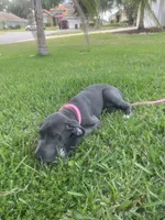 Rose, a female Great Dane for sale in Haines City, FL – 5 of 10