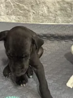 Shadow, a male Great Dane for sale in Haines City, FL – Photo 2 of 8