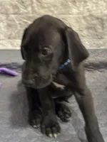 Shadow, a male Great Dane for sale in Haines City, FL – Photo 4 of 8