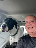 Shadow, a male Great Dane for sale in Haines City, FL – Photo 8 of 8