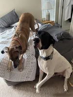 Shadow, a male Great Dane for sale in Haines City, FL – Photo 5 of 8