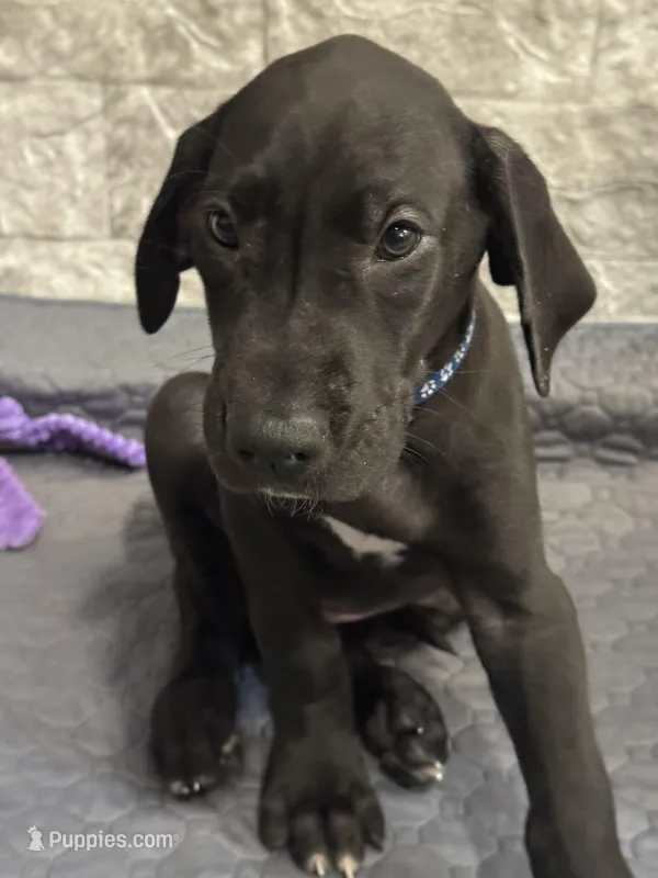 Shadow – Great Dane puppy for sale in Haines City, FL