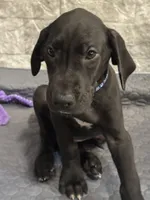 Shadow, a male Great Dane for sale in Haines City, FL – Photo 1 of 8