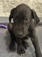 Shadow, a male Great Dane for sale in Haines City, FL – Photo 3 of 8