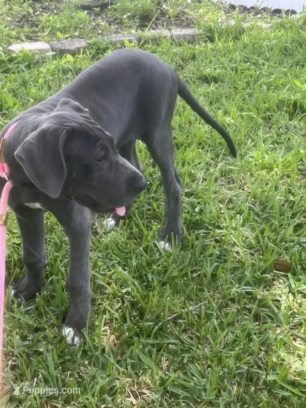 Rose – Great Dane puppy for sale in Haines City, FL