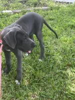 Rose, a female Great Dane for sale in Haines City, FL – 4 of 10