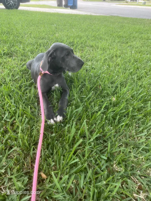 Rose – Great Dane puppy for sale in Haines City, FL
