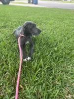 Rose, a female Great Dane for sale in Haines City, FL – 1 of 10