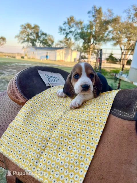 Charley Pride – Basset Hound puppy for sale in Burns, KS