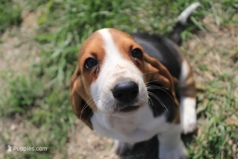 Charley Pride – Basset Hound puppy for sale in Burns, KS