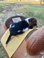Ray Stevens, a male Basset Hound for sale in Burns, KS – 5 of 10