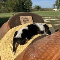 Conway Twitty, a male Basset Hound for sale in Burns, KS – 2 of 3