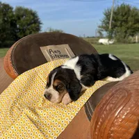 Ray Stevens, a male Basset Hound for sale in Burns, KS – 3 of 4