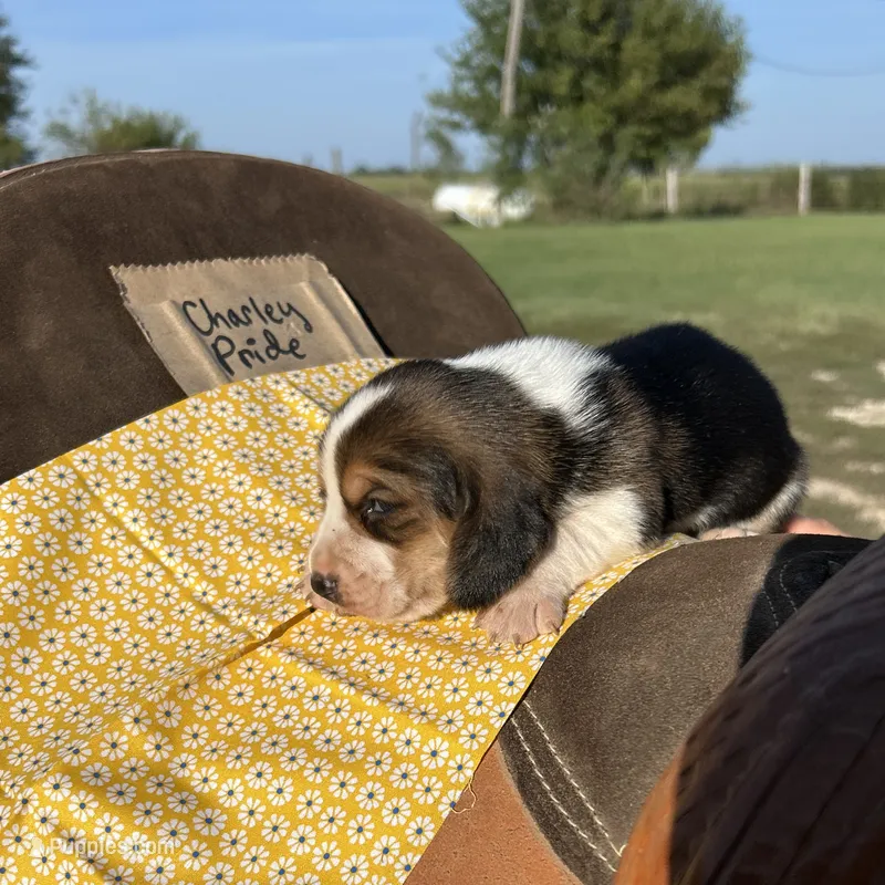 Charley Pride – Basset Hound puppy for sale in Burns, KS