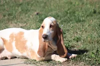 Ray Stevens, a male Basset Hound for sale in Burns, KS – 5 of 5