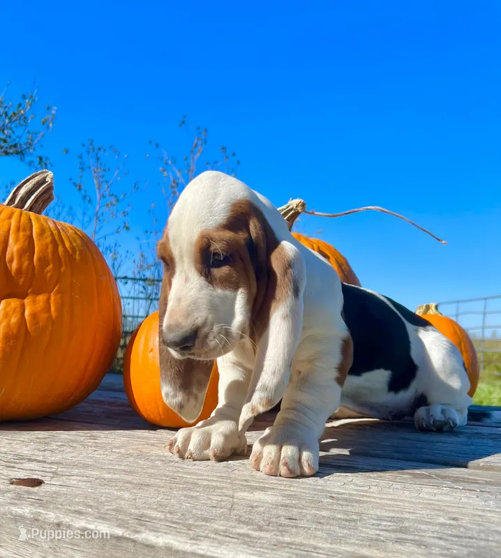 Loretta Lynn – Basset Hound puppy for sale in Burns, KS