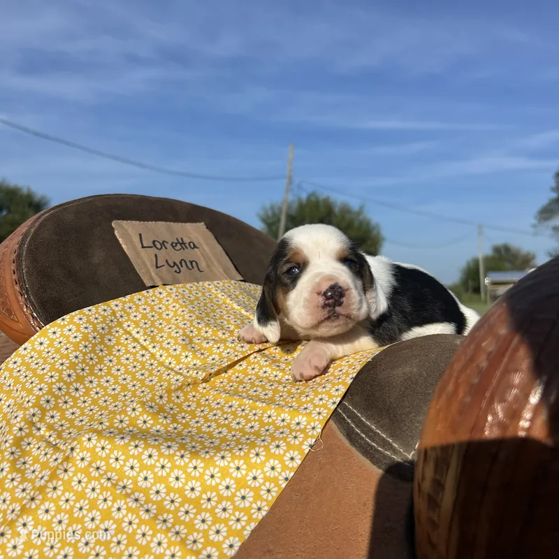 Loretta Lynn – Basset Hound puppy for sale in Burns, KS