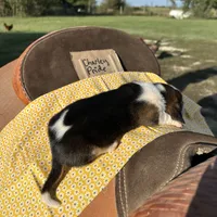 Charley Pride, a male Basset Hound for sale in Burns, KS – 2 of 3