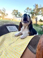 Ray Stevens, a male Basset Hound for sale in Burns, KS – 4 of 10