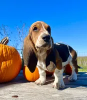 Ray Stevens, a male Basset Hound for sale in Burns, KS – 2 of 5