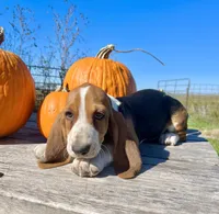 AKC Charley Pride, a male Basset Hound for sale in Burns, KS – 2 of 5