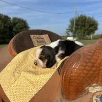 Conway Twitty, a male Basset Hound for sale in Burns, KS – 3 of 3
