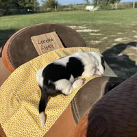 Loretta Lynn, a female Basset Hound for sale in Burns, KS – 4 of 4