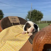 Loretta Lynn, a female Basset Hound for sale in Burns, KS – 4 of 5
