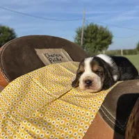 Charley Pride, a male Basset Hound for sale in Burns, KS – 3 of 3
